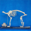 De alta calidad animal esqueleto modelo de perro para la enseñanza de la biología (R190112)
